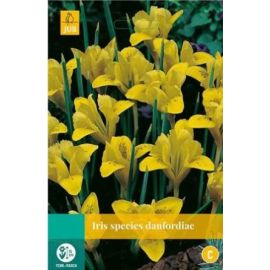 Iris species danfordiae 10st