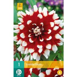 Dahlia Duet Flower Bulb - Pack Of 1