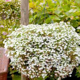 Suttons Seeds - Lobelia Supacoat Seeds - Cascade White