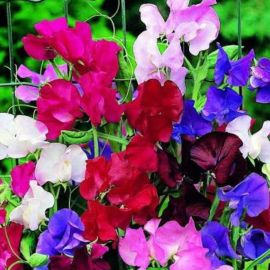 Suttons Seeds - Sweet Pea - Spencer Special Mix