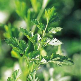 Suttons Plain Leaved 2 Parsley Seeds - Pack Of 1000