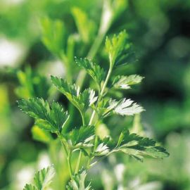 Suttons Parsley Plain Leaved 2 Seeds - Pack Of 1000