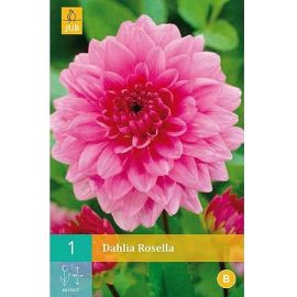 Dahlia Rosella Flower Bulb - Pack Of 1