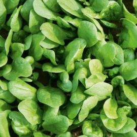 Suttons Spinach Seeds - F1 Amazon - Pack Of 400