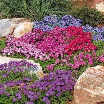 Suttons Seeds - Aubrieta - Cheeky Mix