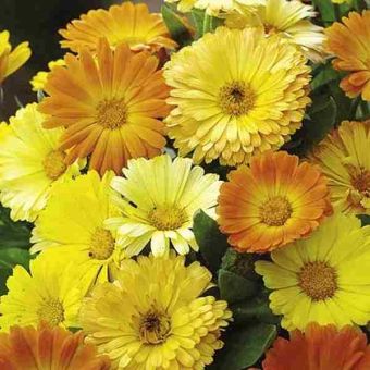 Suttons Seeds - Calendula - Daisy Mix