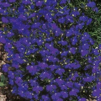 Suttons Seeds - Lobelia - Crystal Palace
