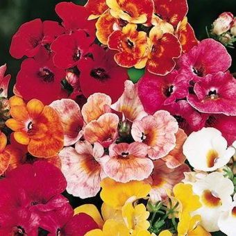Suttons Seeds - Nemesia - Carnival Mix