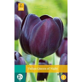 Tulip Queen Of Night Flower Bulbs - Pack Of 7