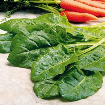 Suttons Seeds - Perpetual Spinach - Leaf Beet