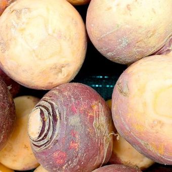 Suttons Seeds - Swede - Invitation