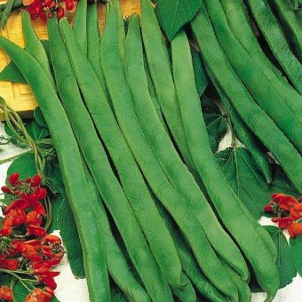 Suttons Seeds - Runner Bean - Prizewinner
