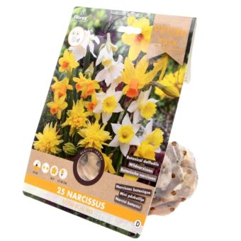 Narcissus Botanical Mixed Bulbs I 25 Pack