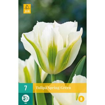 Tulip Spring Green Flower Bulbs - Pack Of 7