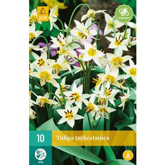 Tulip (Turkestanica) Flower Bulbs - Pack Of 10