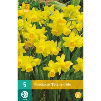 Daffodil (Narcissus Tête-à-tête) Flower Bulbs - Pack Of 5