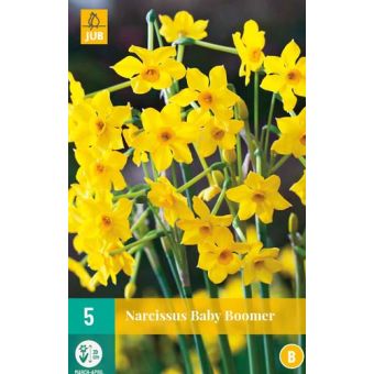 Narcissus Baby Bloomer Flower Bulb