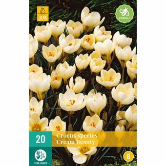 Crocus Cream Beauty Flower Bulbs - Pack Of 20
