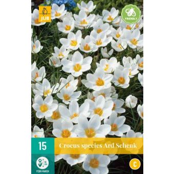 Ard Schenk Flower Bulb - Pack of 15
