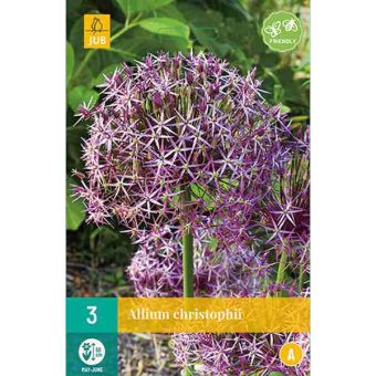 Allium Christophii Flower Bulbs - Pack Of 3