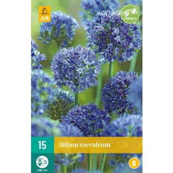 Allium Caeruleum Flower Bulb - Pack of 15