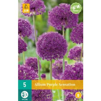 Allium Purple Sensation Flower Bulb - Pack of 5