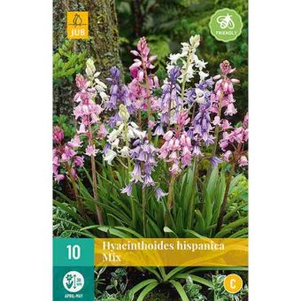 Bluebell (Hyacinthoides Hispanica Mix) Bulbs - Pack Of 10