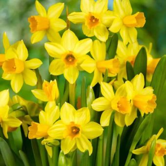 Narcissus Tête à Tête Bulbs - 8 Pack I Yellow Dwarf Daffodils