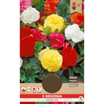 Begonia Grandiflora mix