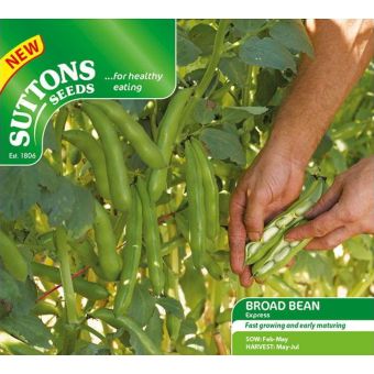 Broad Bean ‘Express’ Seeds I Broad Bean ‘Express’ Seeds