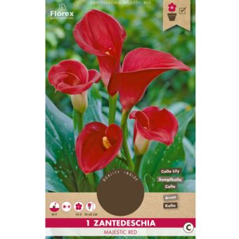 Calla Majestic Red
