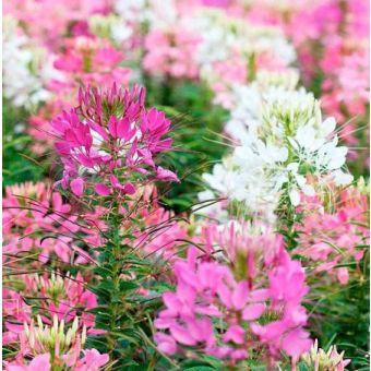 Cleome Seeds - Fireworks Mix