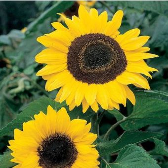 Sunflower Seeds - Collection