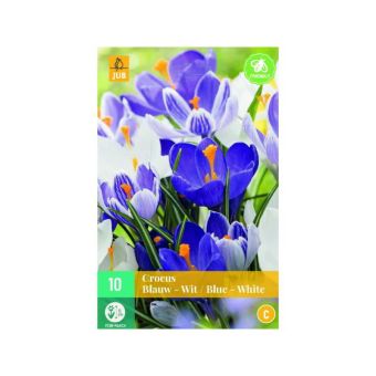 Crocus Blue / White Mix Flower Bulbs - Pack Of 10