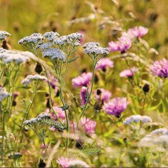 Suttons Fragrant Flowers Mix Seeds - Pack Of 1000