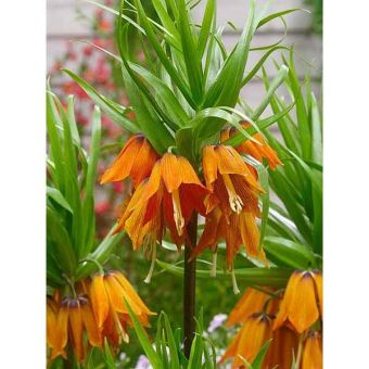Fritillaria Imperialis Aurora Flower Bulb