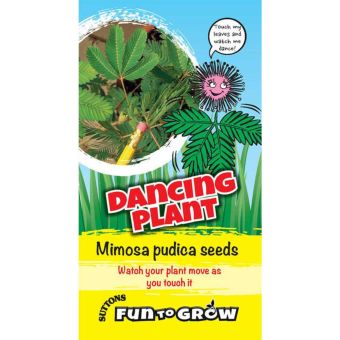 Fun to Grow Mimosa Pudica (Dancing Plant) - Sensitive Seeds