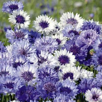Suttons Seeds - Cornflower - Classic Fantastic