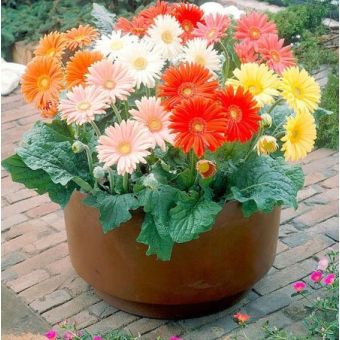 Gerbera Seeds - Cut Flower Mix