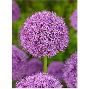 Allium Gladiator Flower Bulb