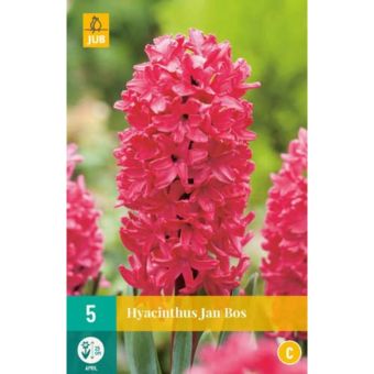 Hyacinth Jan Bos - Pack of 5