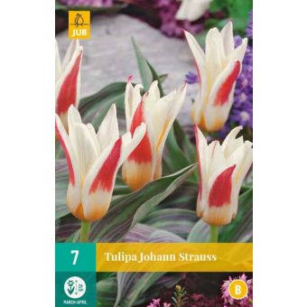Johann Strauss Flower Bulb - Pack of 7