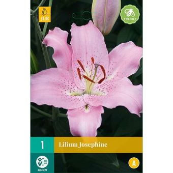 Lilium Special 1 Josephine 16/18