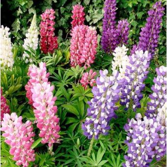 Lupin Seeds - Gallery Mix