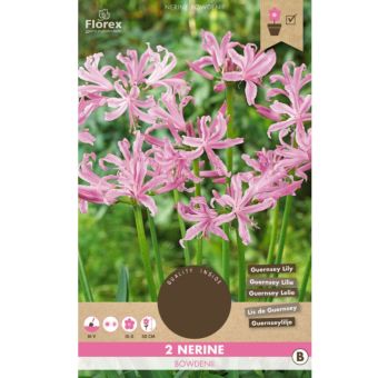 Nerine Bowdenii