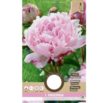 Paeonia Sarah Bernhardt