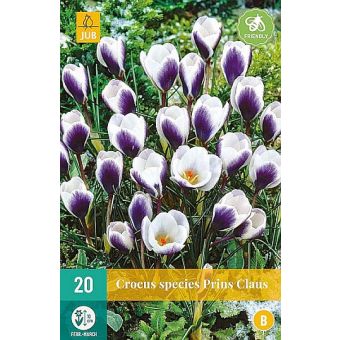 Prins Claus Flower Bulb - Pack of 20