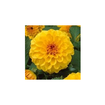 DAHLIA POMPON 1 GOLDEN SCEPTER