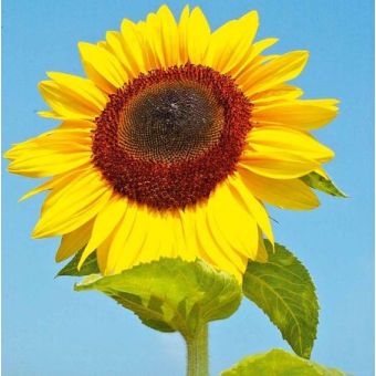 Sunflower Seeds - Titan