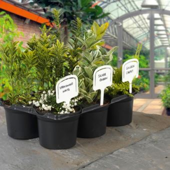 Pack of 10 SupaGarden T Labels (5")